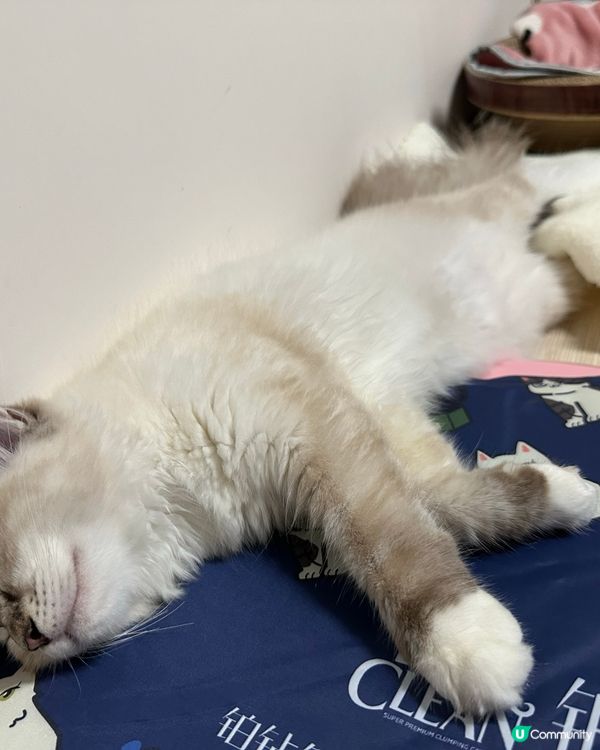 如何教一隻貓女訓得斯文d？🤣