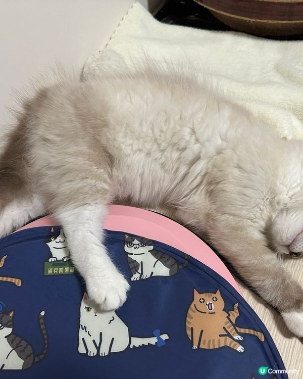 如何教一隻貓女訓得斯文d？🤣