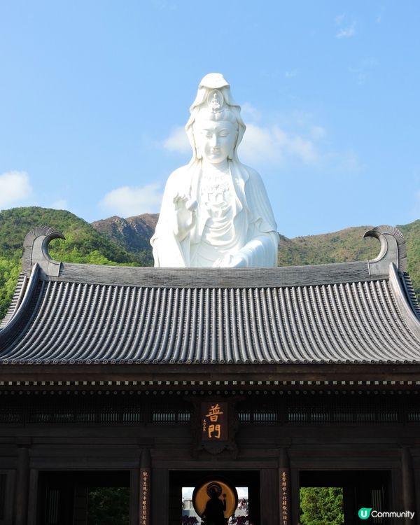 觀音桃花迎新春