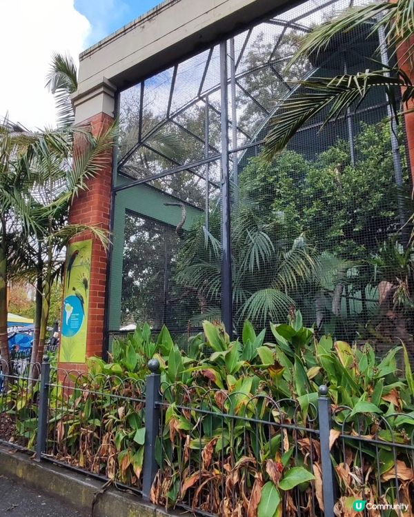 墨爾本動物園 Melbourne Zoo 