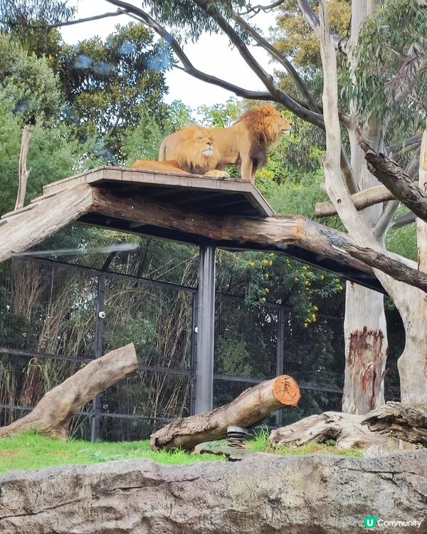 墨爾本動物園 Melbourne Zoo 