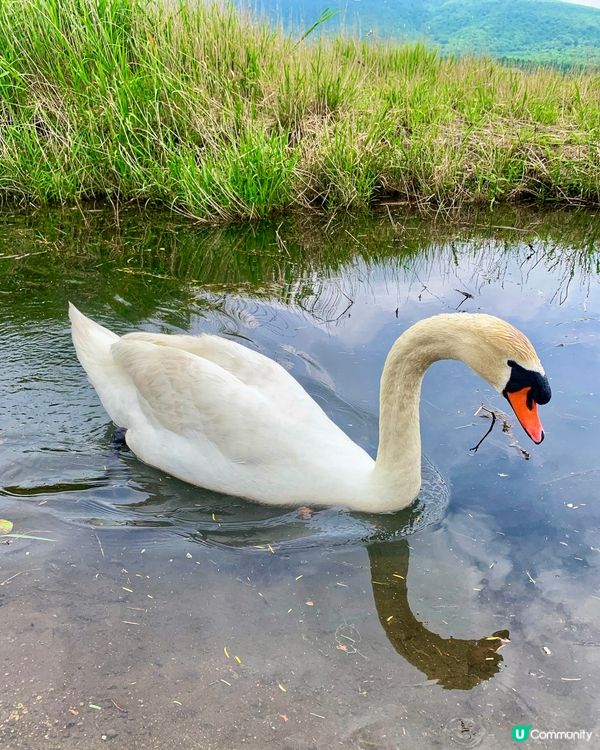 山中湖🗻有幸遇到富士山露臉