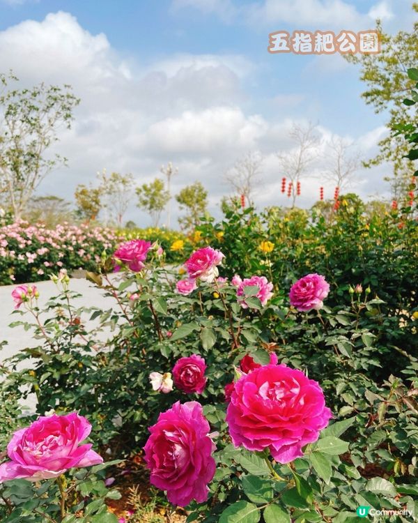 深圳寶安區10個必去公園-下集💐