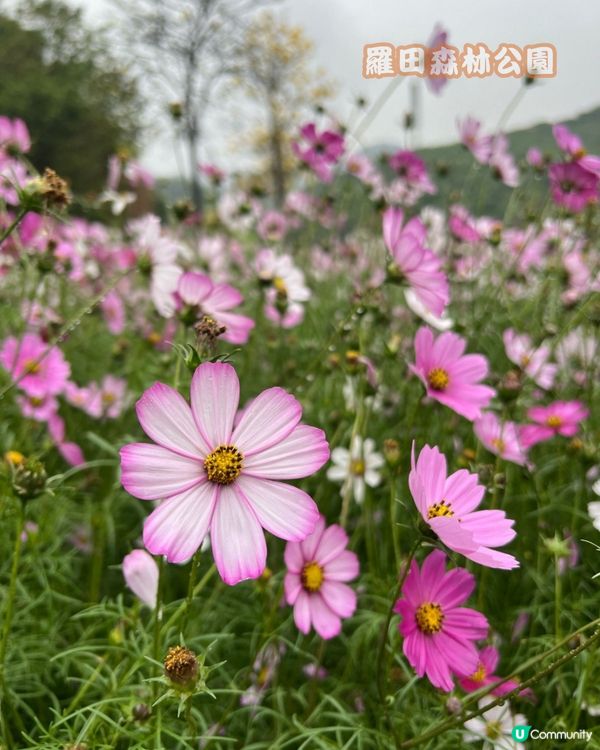 深圳寶安區10個必去公園-下集💐