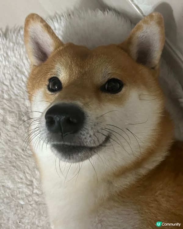 本身想趁佢訓緊教偷影佢, 點知好快已經比佢發現咗🤣