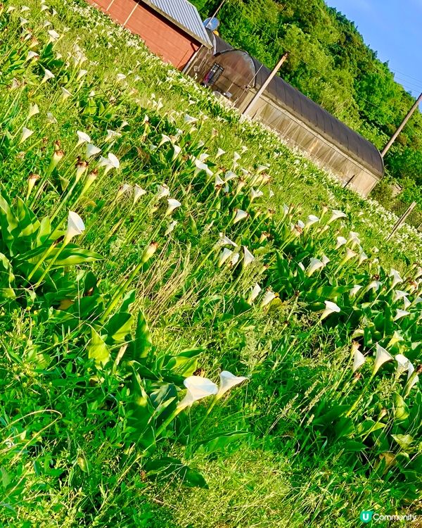 陽明山二子坪步道，全程是無障礙全長1.8公里，很適合帶長輩小...