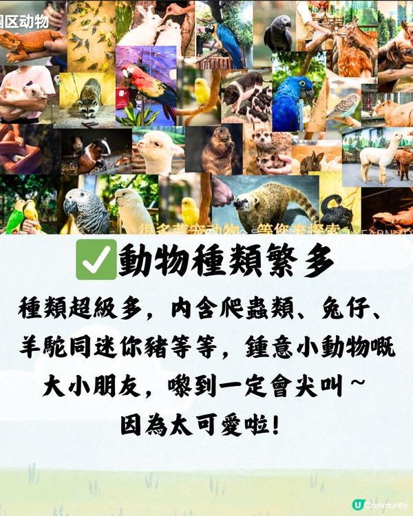 深圳野恩動物樂園5大必探店因素🦌附交通教學🚗