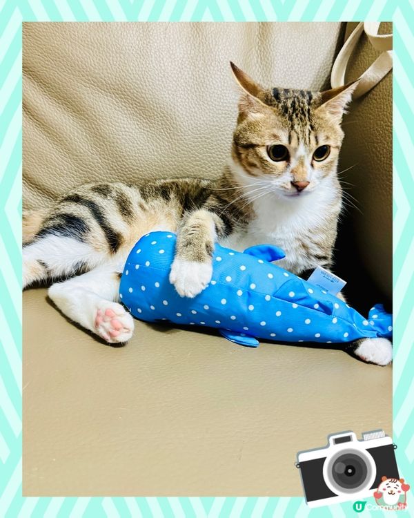 睇吓⋯我有新攬枕呀😽攬住佢涼陣陣㗎