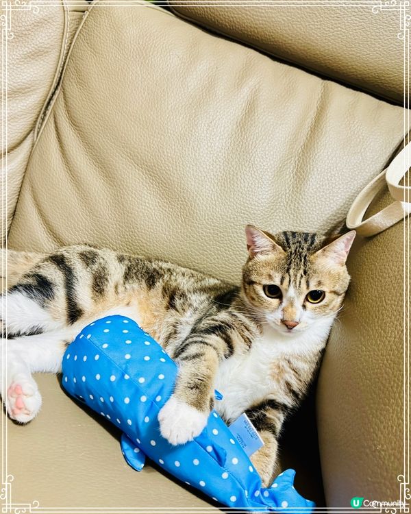 睇吓⋯我有新攬枕呀😽攬住佢涼陣陣㗎