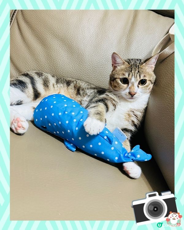 睇吓⋯我有新攬枕呀😽攬住佢涼陣陣㗎