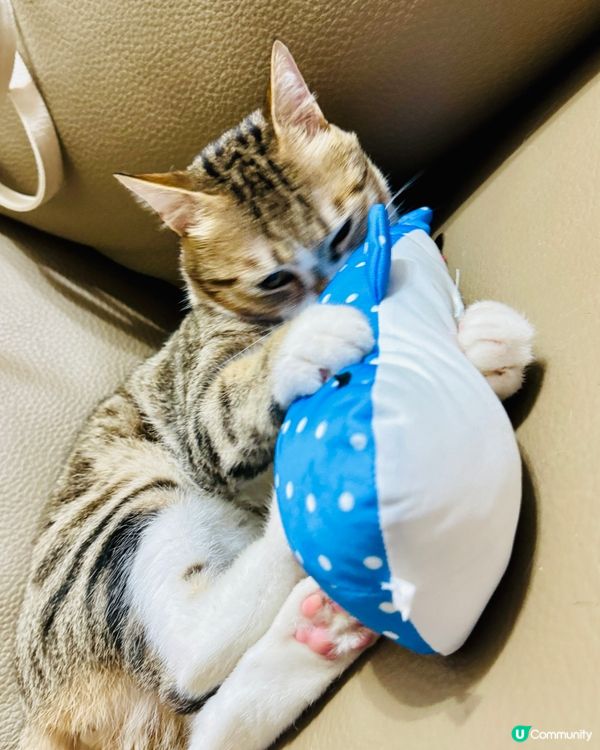 睇吓⋯我有新攬枕呀😽攬住佢涼陣陣㗎