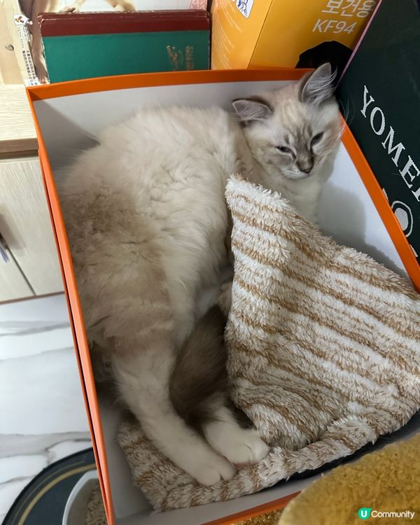 Lulu個窩就係鞋盒🤣