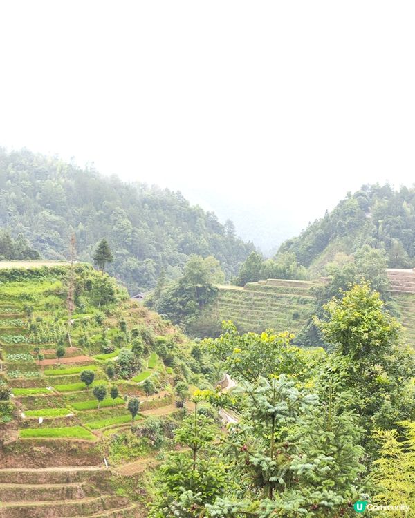 我在廣西遇到了龍脊梳秧節