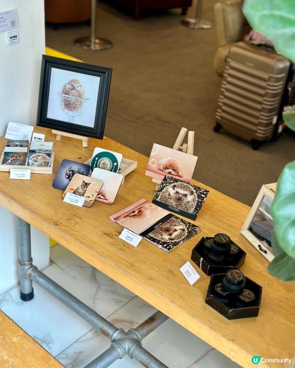 6️⃣月中環看展- 迷你中環寵物攝影展🐶🐱