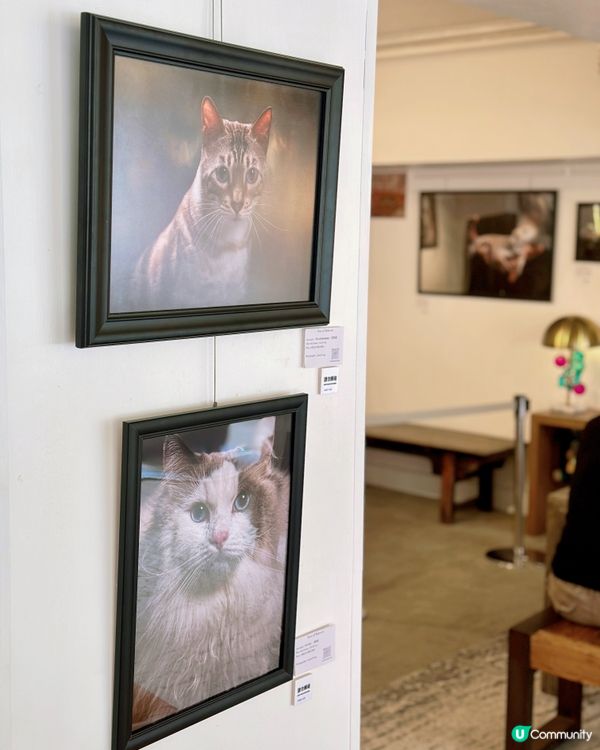 6️⃣月中環看展- 迷你中環寵物攝影展🐶🐱