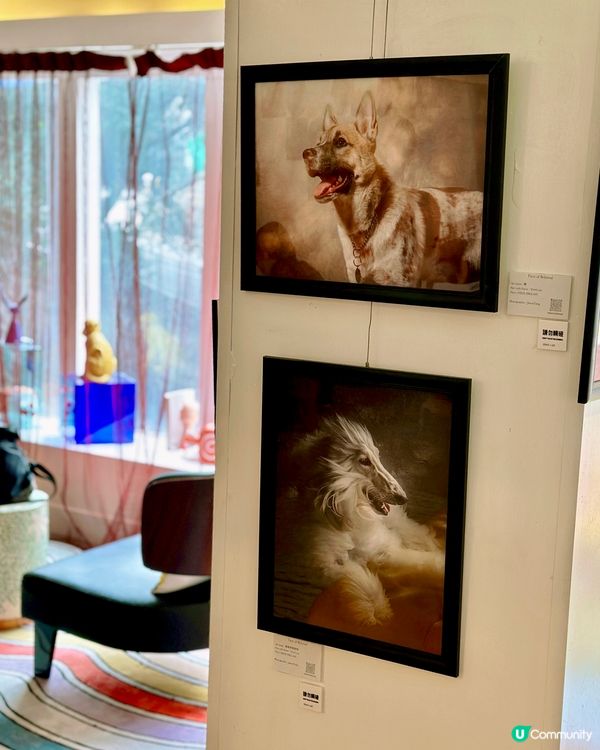 6️⃣月中環看展- 迷你中環寵物攝影展🐶🐱