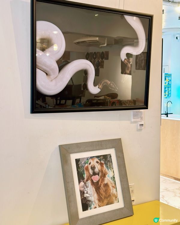6️⃣月中環看展- 迷你中環寵物攝影展🐶🐱