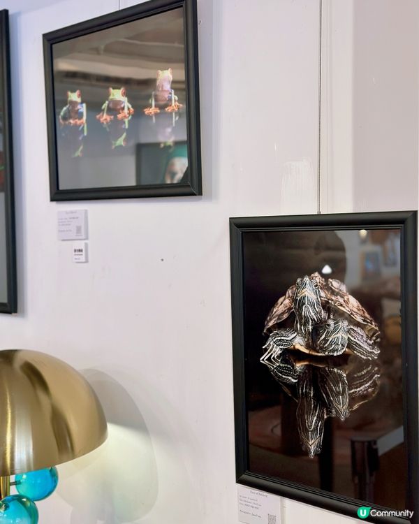 6️⃣月中環看展- 迷你中環寵物攝影展🐶🐱