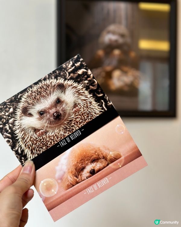 6️⃣月中環看展- 迷你中環寵物攝影展🐶🐱