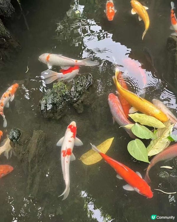 嶺南園林之美-清暉園