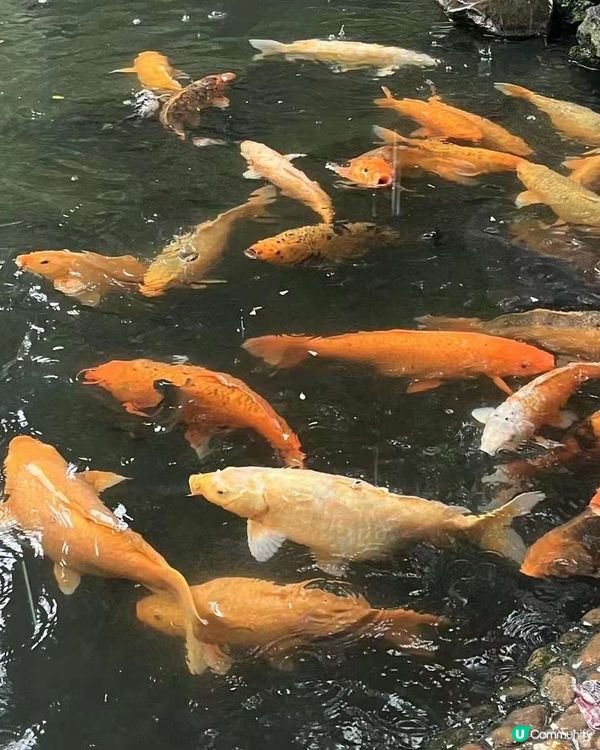 嶺南園林之美-清暉園