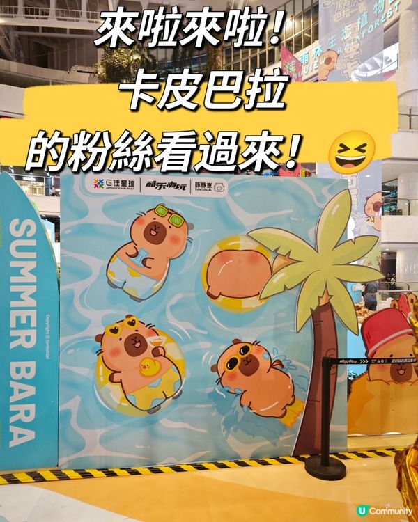 來啦來啦！卡皮巴拉的粉絲看過來！