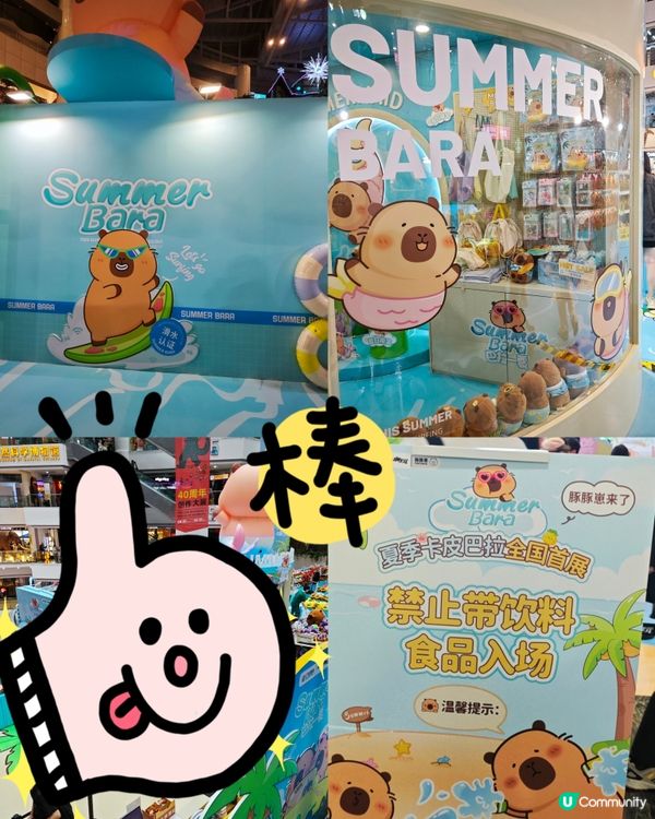 來啦來啦！卡皮巴拉的粉絲看過來！