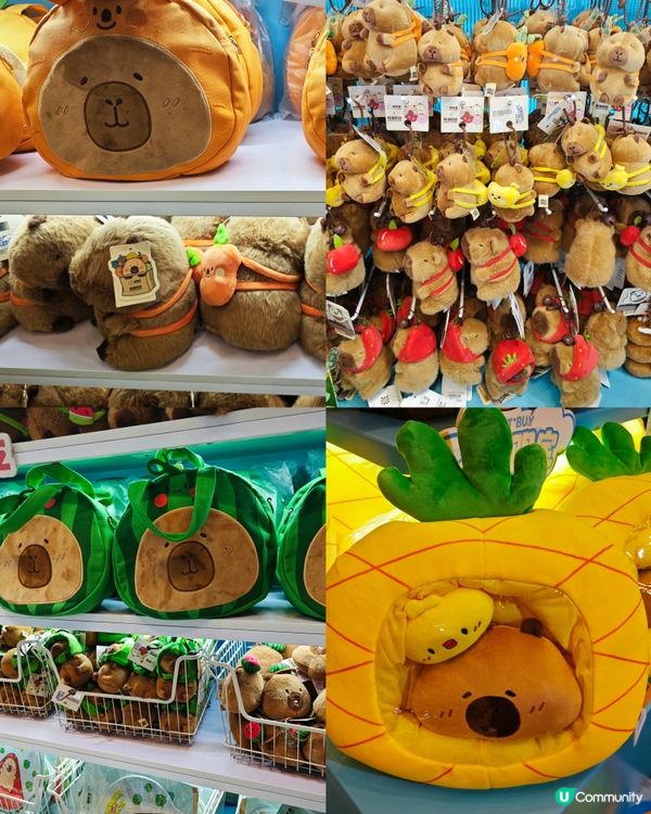 來啦來啦！卡皮巴拉的粉絲看過來！