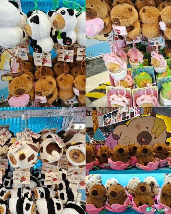 來啦來啦！卡皮巴拉的粉絲看過來！