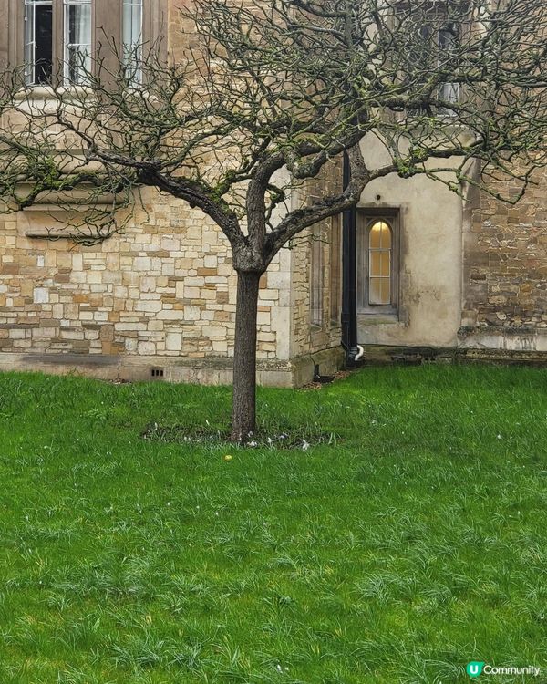 劍橋大學“牛頓的蘋果樹”