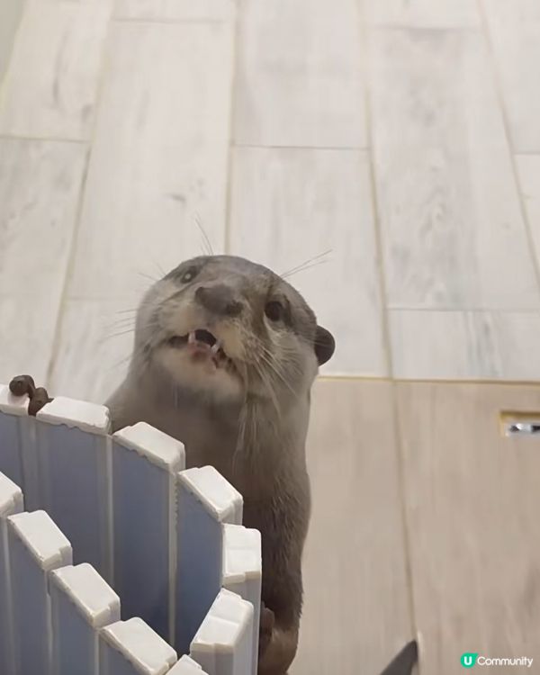 ✨️日本水獺Cafe 😍✨️