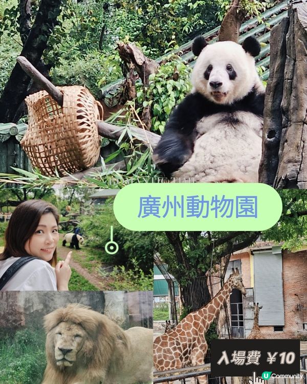 🚄坐高鐵。遊廣州🐼  入場費 ¥20玩轉廣州動物園 