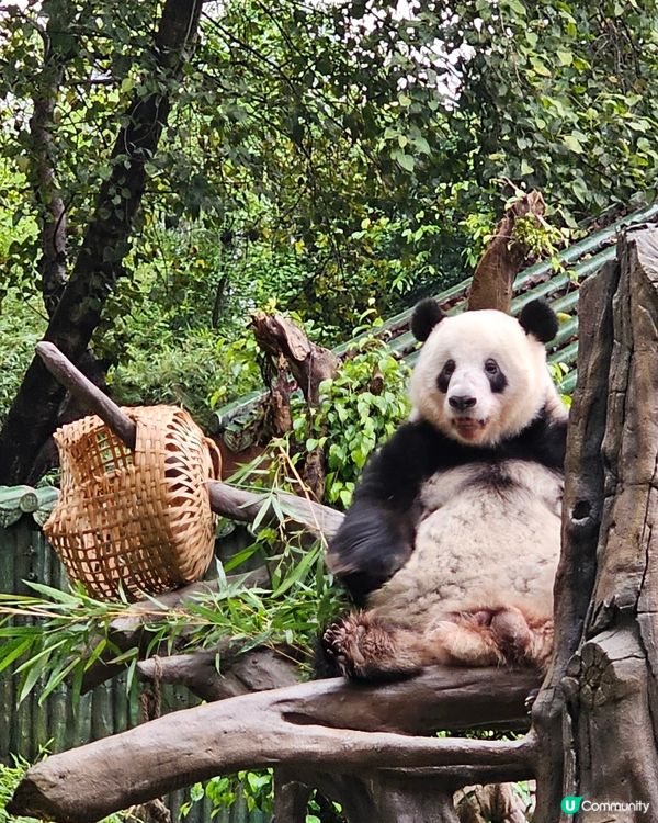 🚄坐高鐵。遊廣州🐼  入場費 ¥20玩轉廣州動物園 