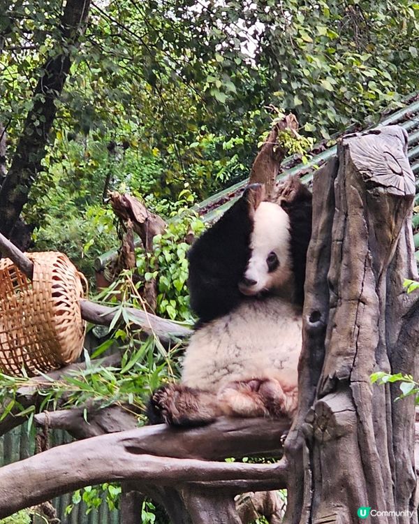 🚄坐高鐵。遊廣州🐼  入場費 ¥20玩轉廣州動物園 