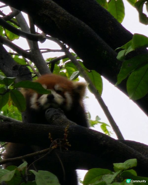 🚄坐高鐵。遊廣州🐼  入場費 ¥20玩轉廣州動物園 