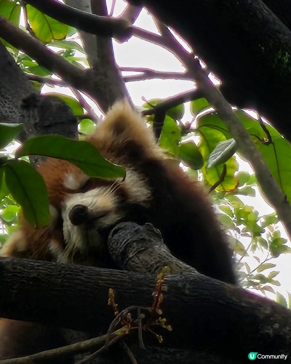 🚄坐高鐵。遊廣州🐼  入場費 ¥20玩轉廣州動物園 