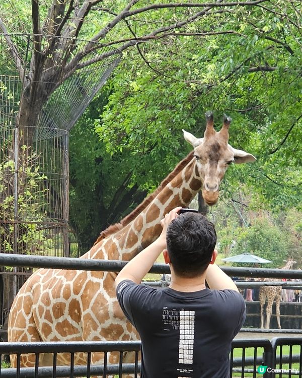 🚄坐高鐵。遊廣州🐼  入場費 ¥20玩轉廣州動物園 