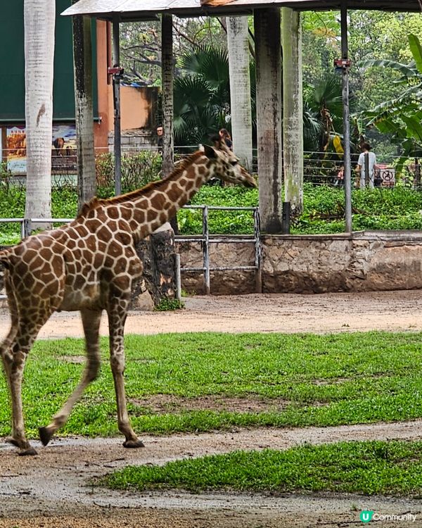 🚄坐高鐵。遊廣州🐼  入場費 ¥20玩轉廣州動物園 