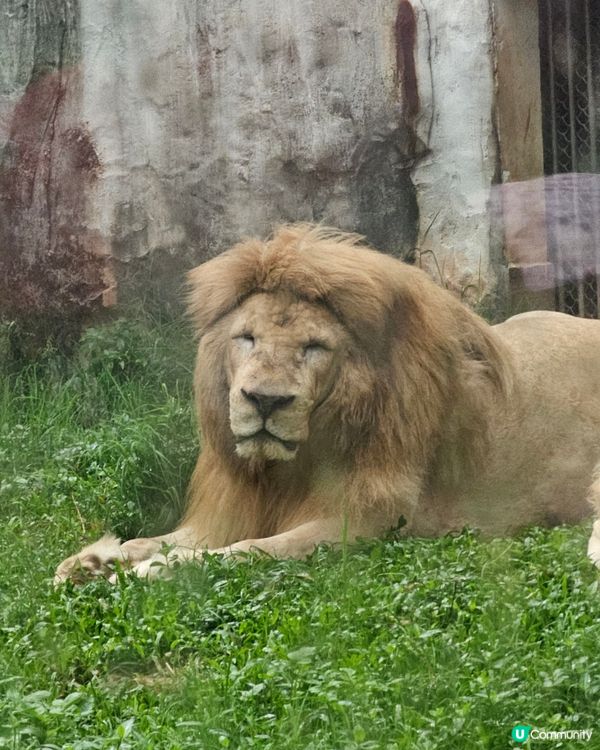 🚄坐高鐵。遊廣州🐼  入場費 ¥20玩轉廣州動物園 