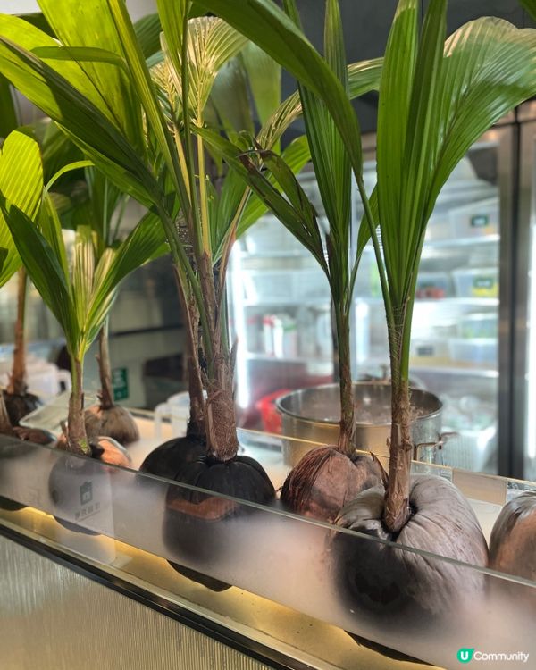 廣州椰子雞界天花板，嘗首創百香果椰子雞