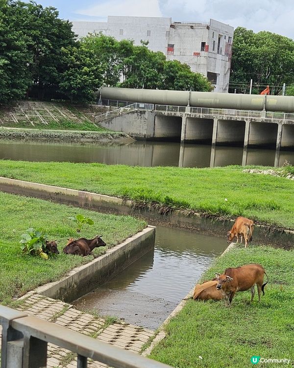 平路的郊遊，一啲都唔辛苦