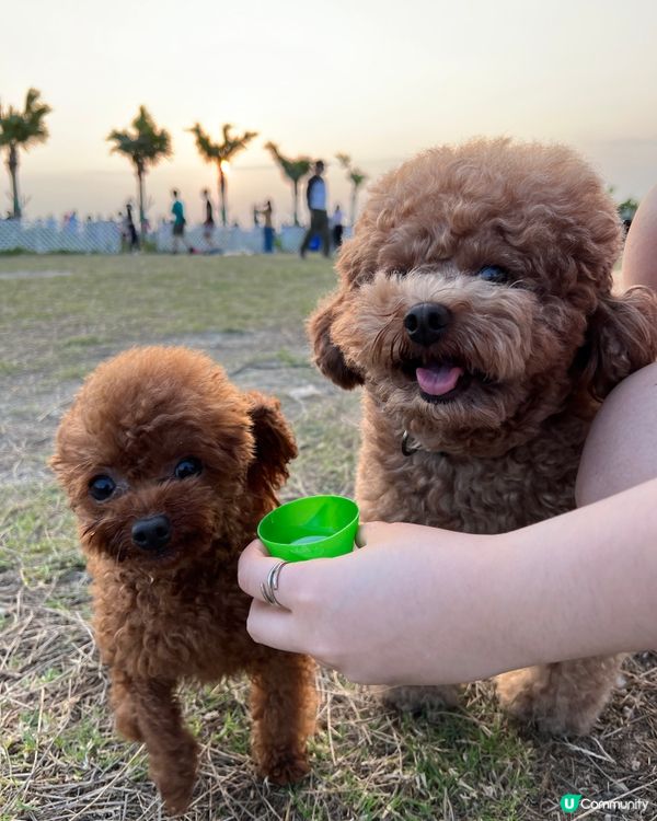 愛狗人士必去景點