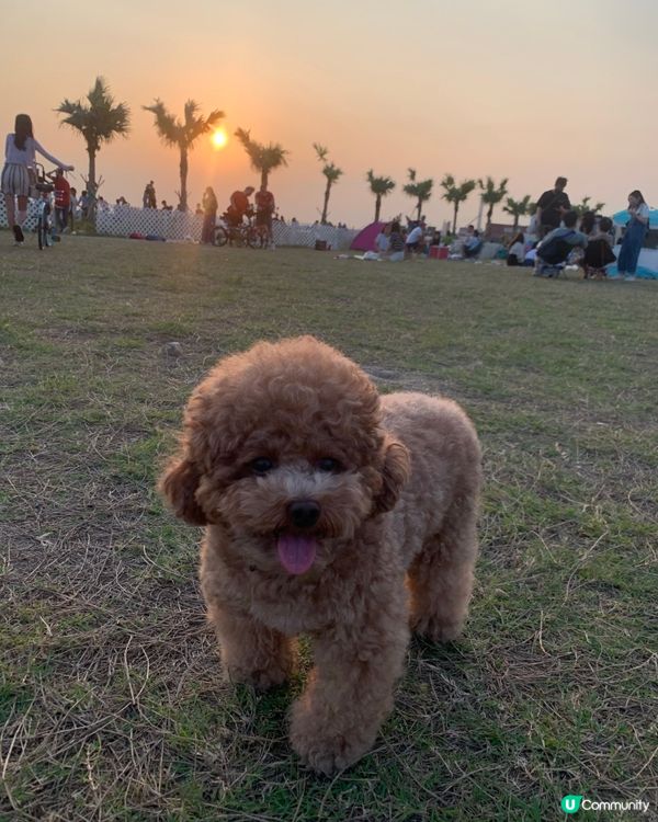 愛狗人士必去景點