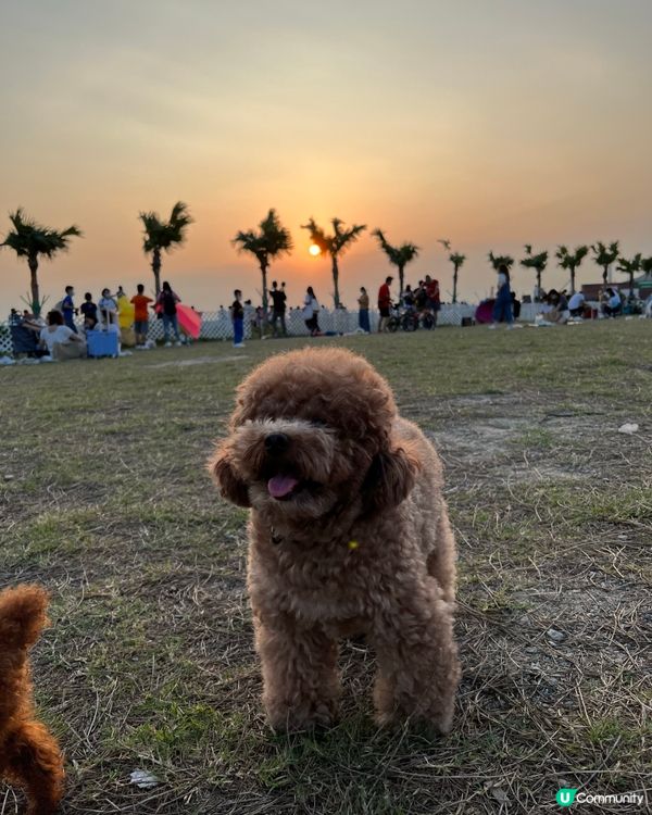 愛狗人士必去景點