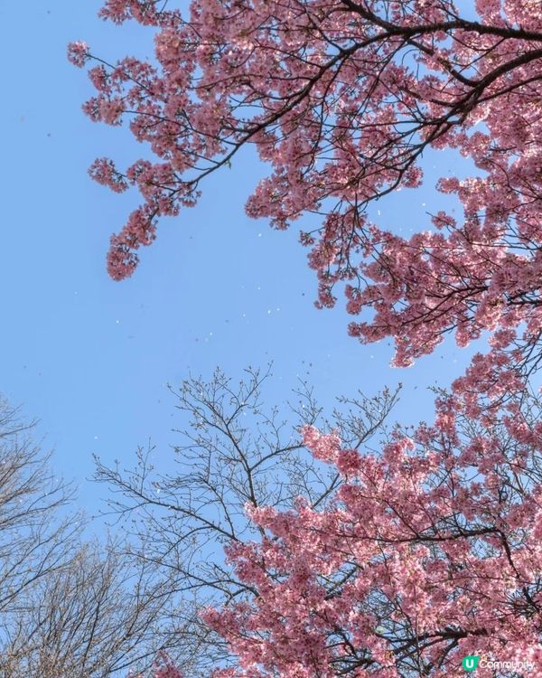 ✨️天空之美 櫻花樹下😍✨️