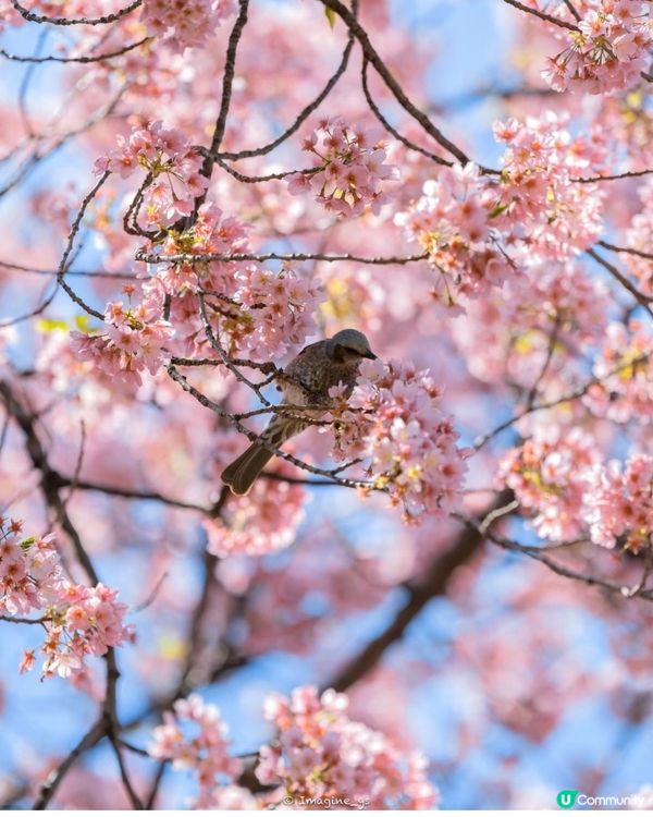 ✨️天空之美 櫻花樹下😍✨️