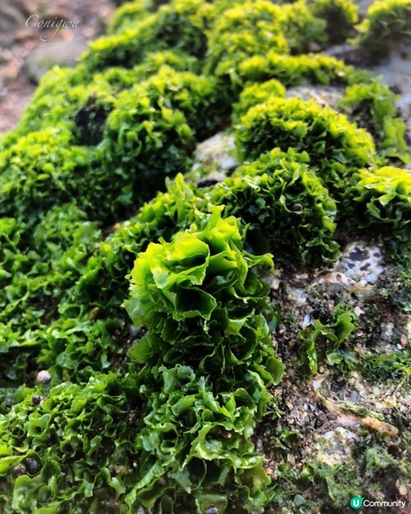 慢活蟠龍半島🏖️