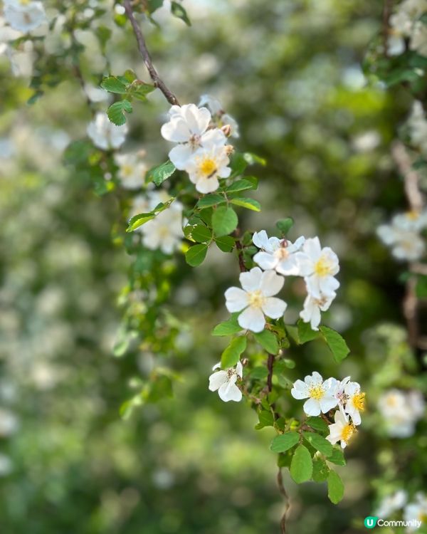 漢拏山御里牧登山