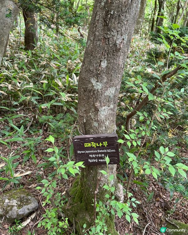 漢拏山御里牧登山