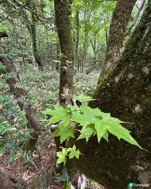 漢拏山御里牧登山
